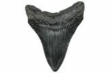 Fossil Megalodon Tooth - South Carolina #299424-1